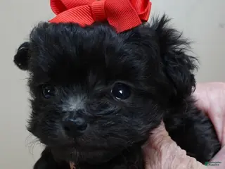 Maltipoo dogs Teacup Tug 15 ounces - Ad 4