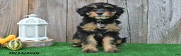 Mini Aussiedoodle dogs for sale: Judy - Ad 4