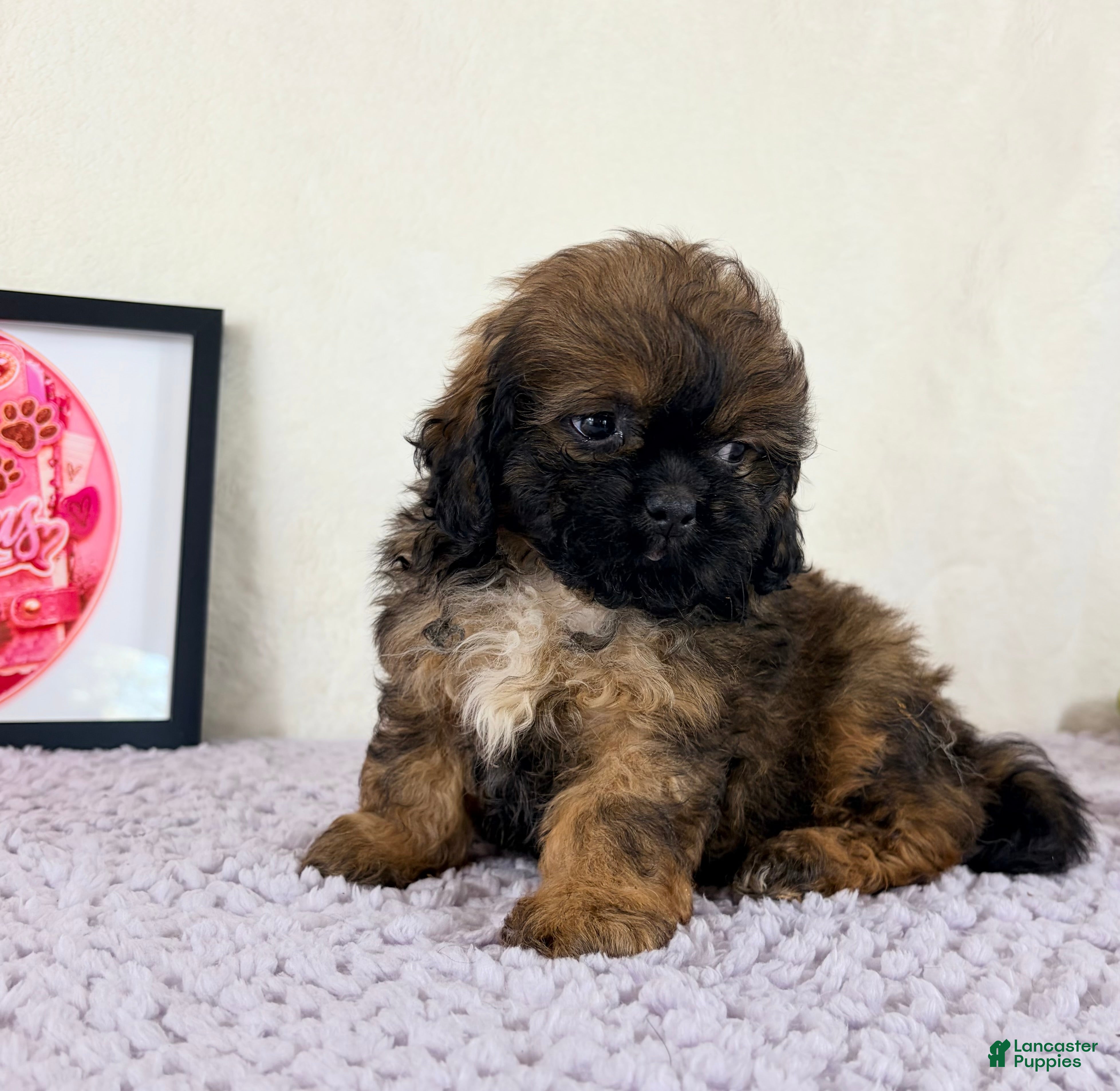 Shihpoo dogs Regina - Ad 8