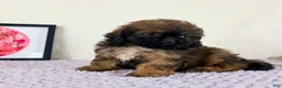 Shihpoo dogs for sale: Regina - Ad 1
