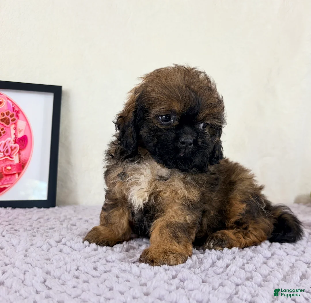 Shihpoo dogs for sale: Regina - Ad 1