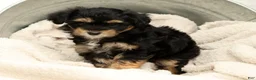 Yorkiepoo dogs for sale: Lacey - Ad 7