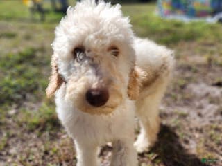 Goldendoodle dogs Daisy - Ad 28