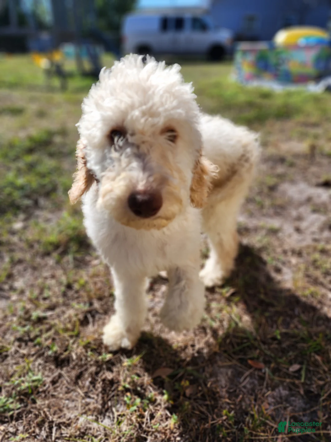 Goldendoodle dogs for sale: Daisy - Ad 1