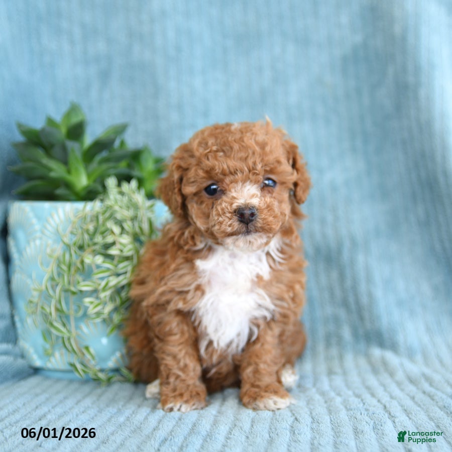 Toy Poodle dogs Raindrop - Ad 1