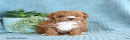 Toy Poodle dogs for sale: Raindrop - Ad 5