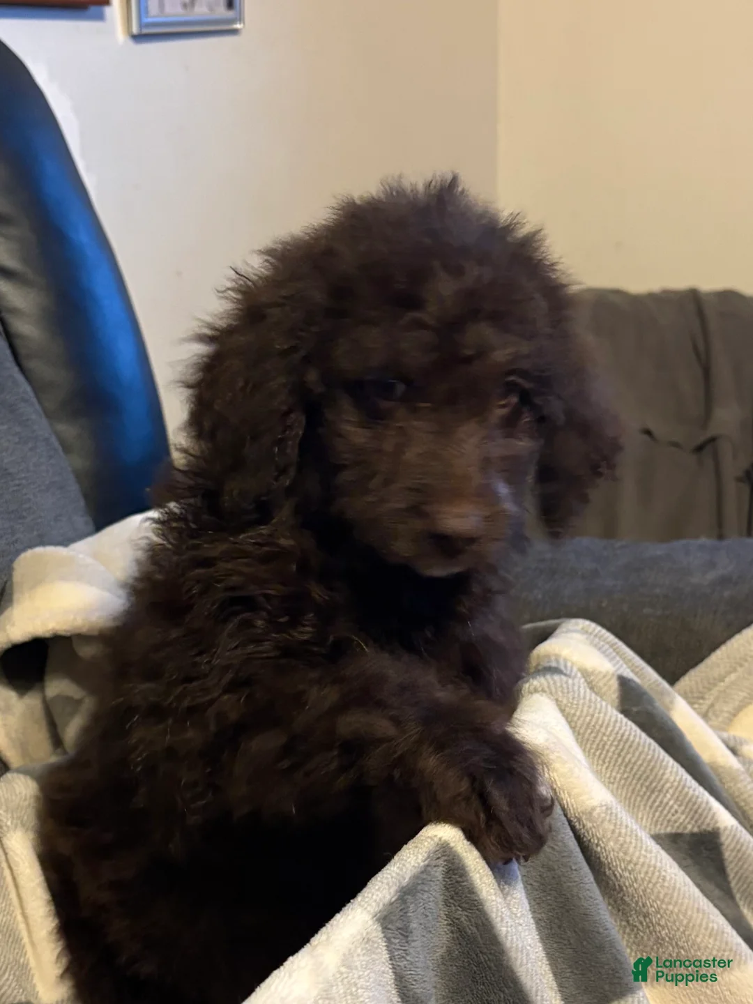 Aussiedoodle dogs for sale: Ariel - Ad 2
