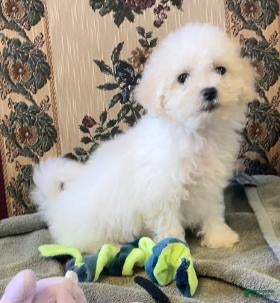 Bichon Frise dogs Takia - Ad 1