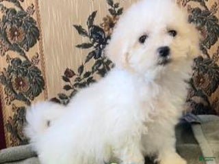 Bichon Frise dogs Takia - Ad 4