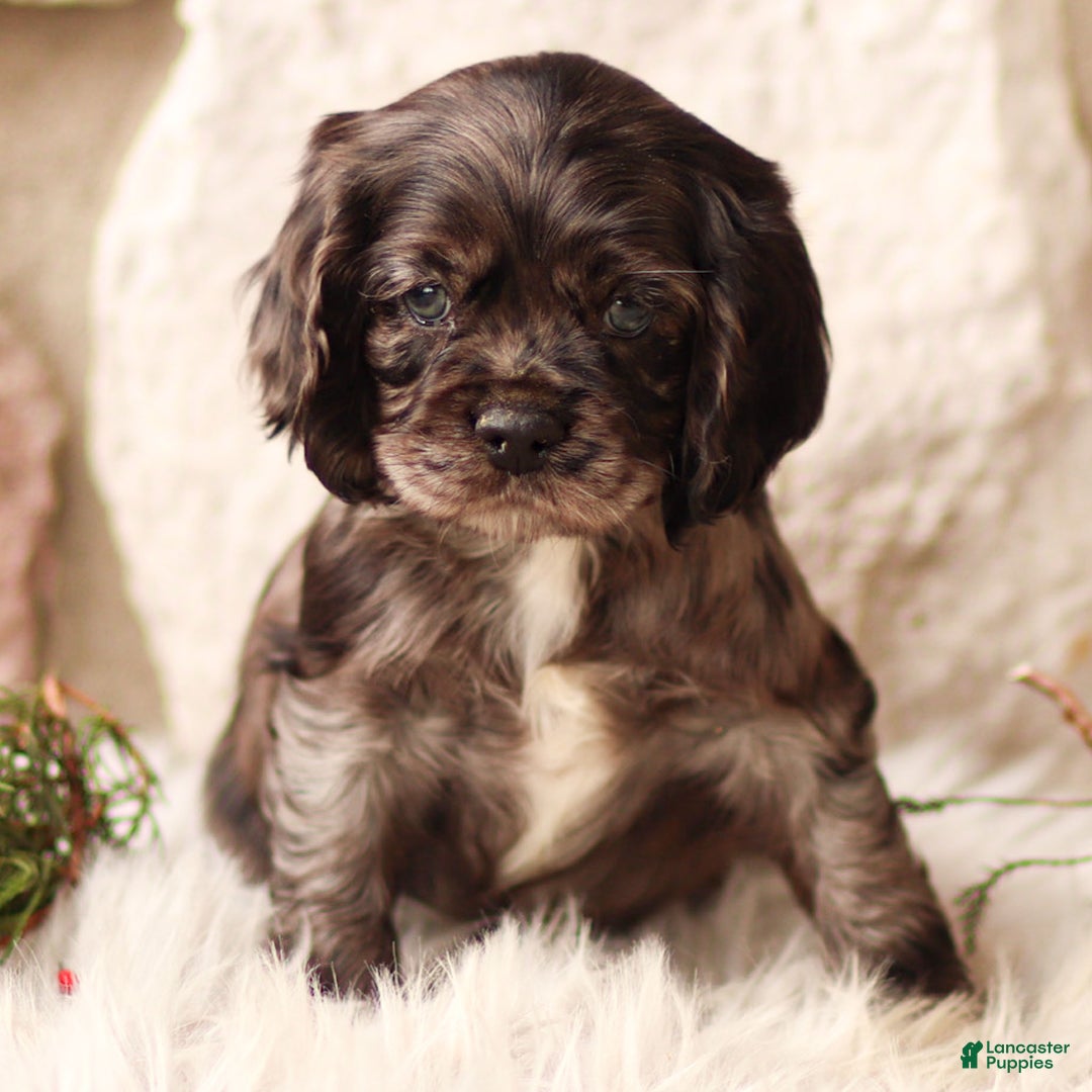 Cocker Spaniel dogs for sale: Dixie - Ad 2