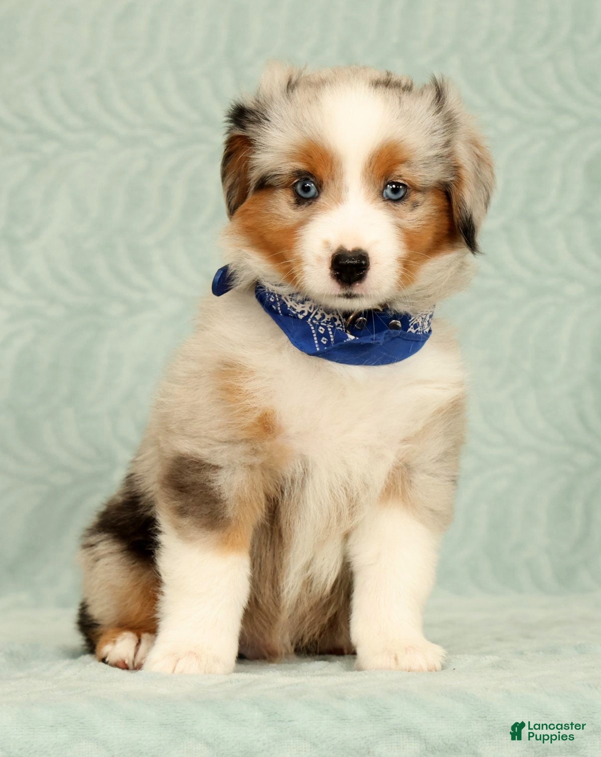 Miniature Australian Shepherd dogs Blue - Ad 2