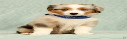Miniature Australian Shepherd dogs for sale: Blue - Ad 2