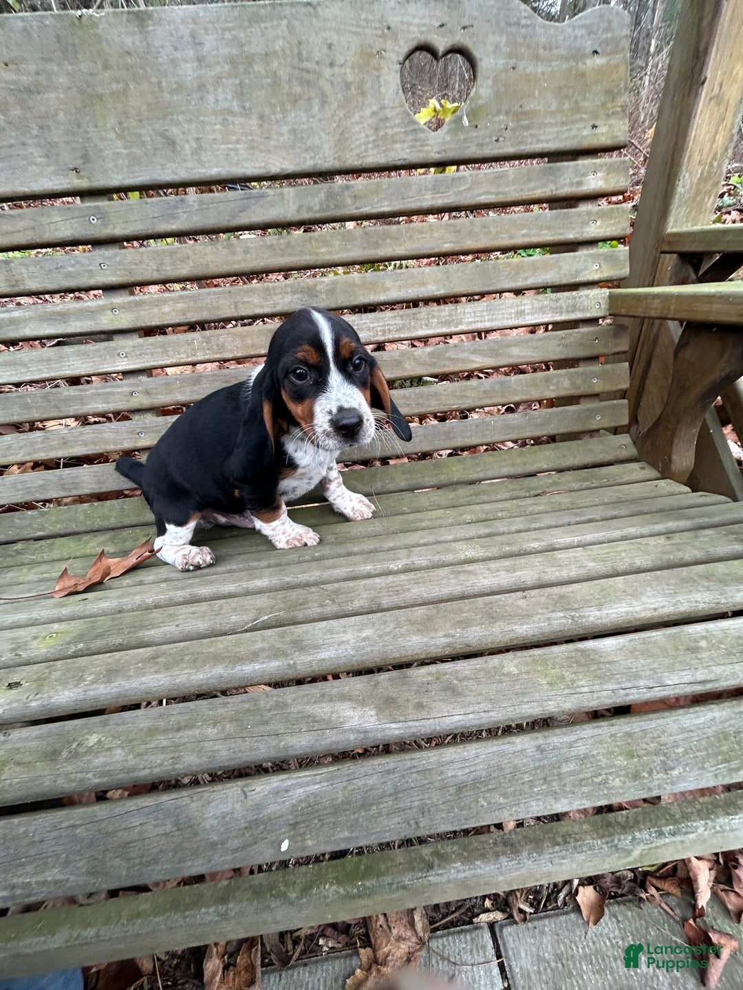 Beagle dogs for sale: Curly - Ad 2