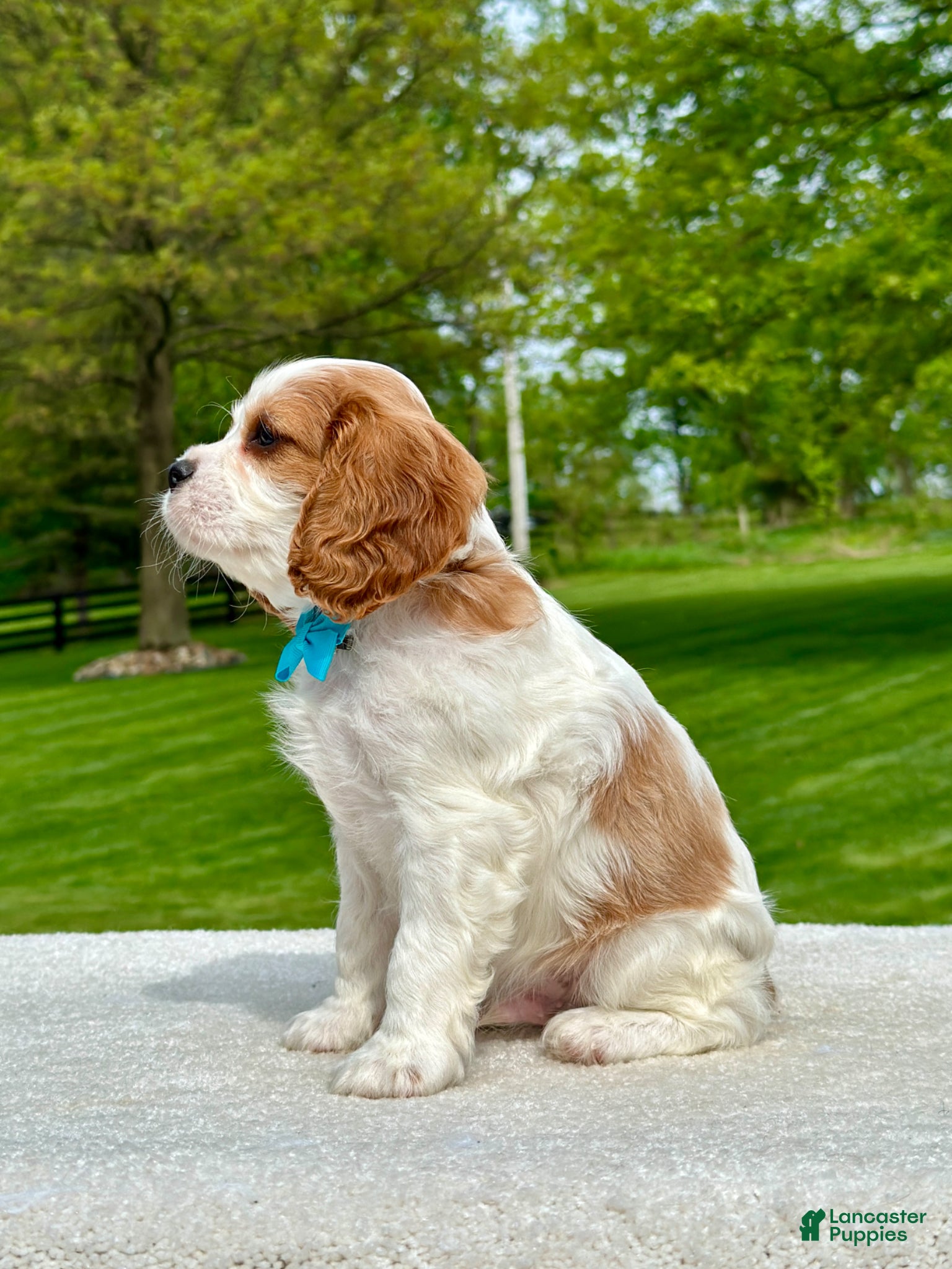 Cavalier King Charles Spaniel dogs Gus - Ad 2