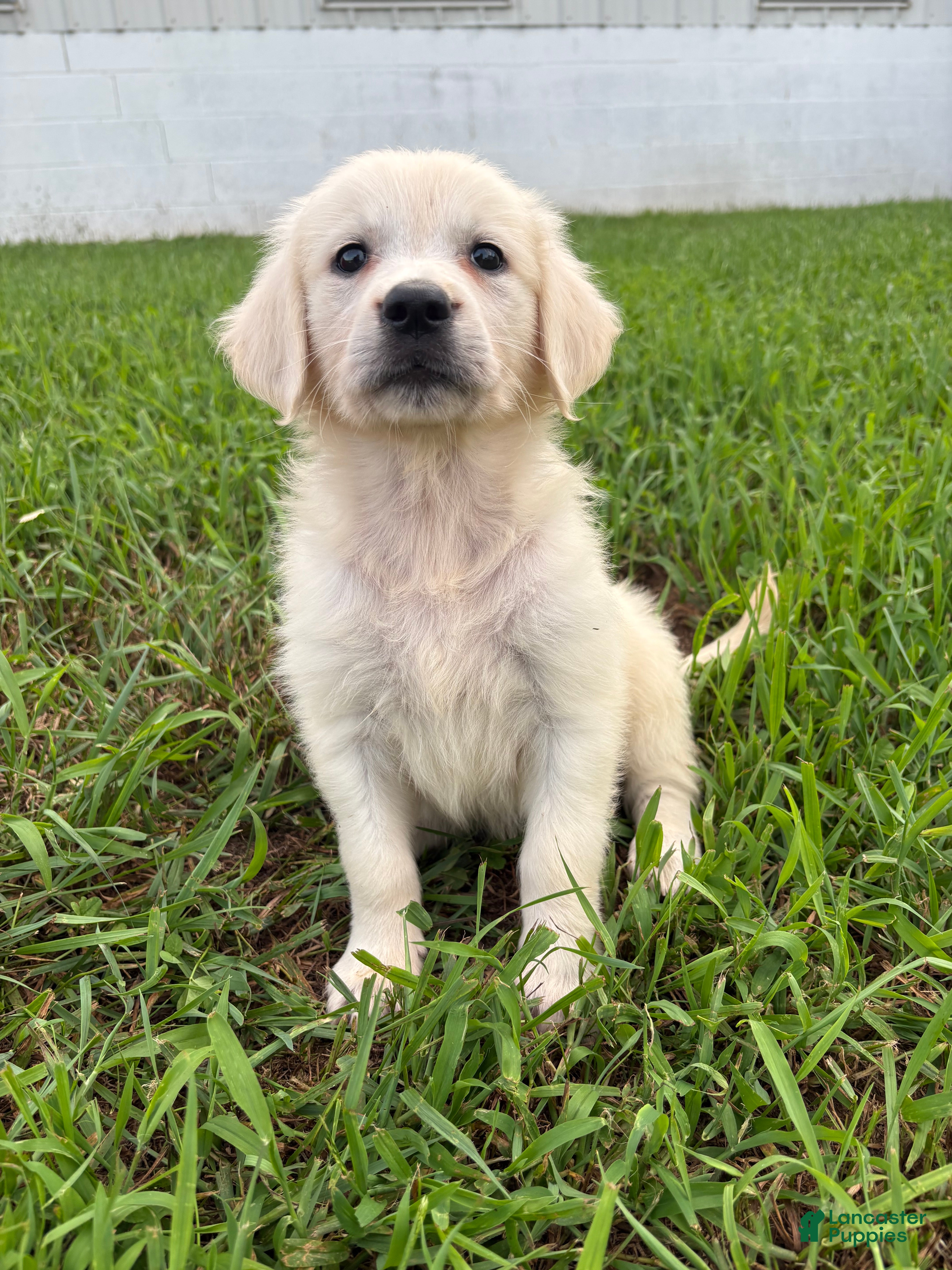 Golden Retriever dogs Dora - Ad 2