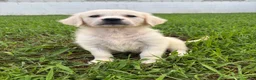 Golden Retriever dogs for sale: Dora - Ad 2
