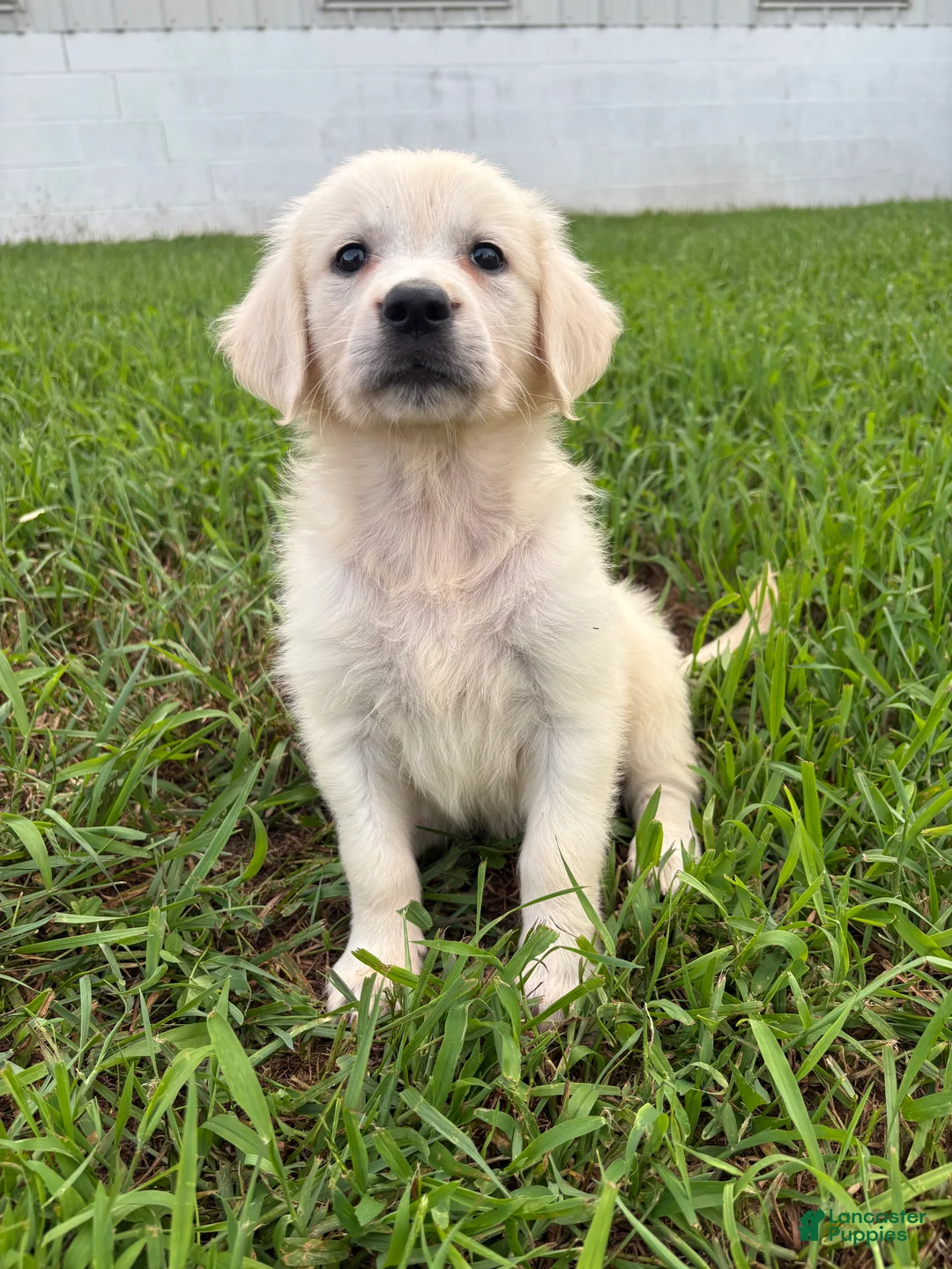 Golden Retriever dogs for sale: Dora - Ad 2