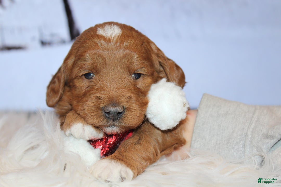 Mini Goldendoodle dogs for sale: Willow-Mini - Ad 3