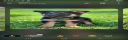 Gerberian Shepsky dogs for sale: Gerberian Shepsky 4 - Ad 1