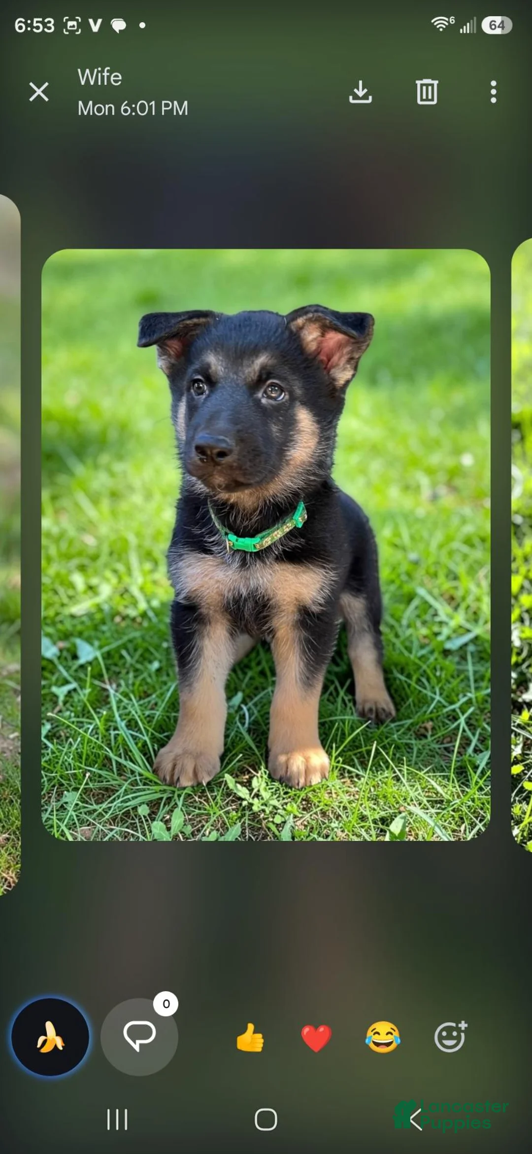 Gerberian Shepsky dogs for sale: Gerberian Shepsky 4 - Ad 1