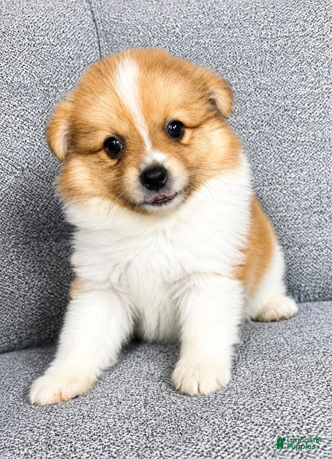 Pomeranian dogs for sale: Pomeranian puppy (Waffles) - Ad 3