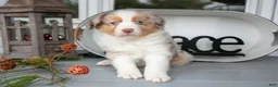 Australian Shepherd dogs for sale: Marky - Ad 2