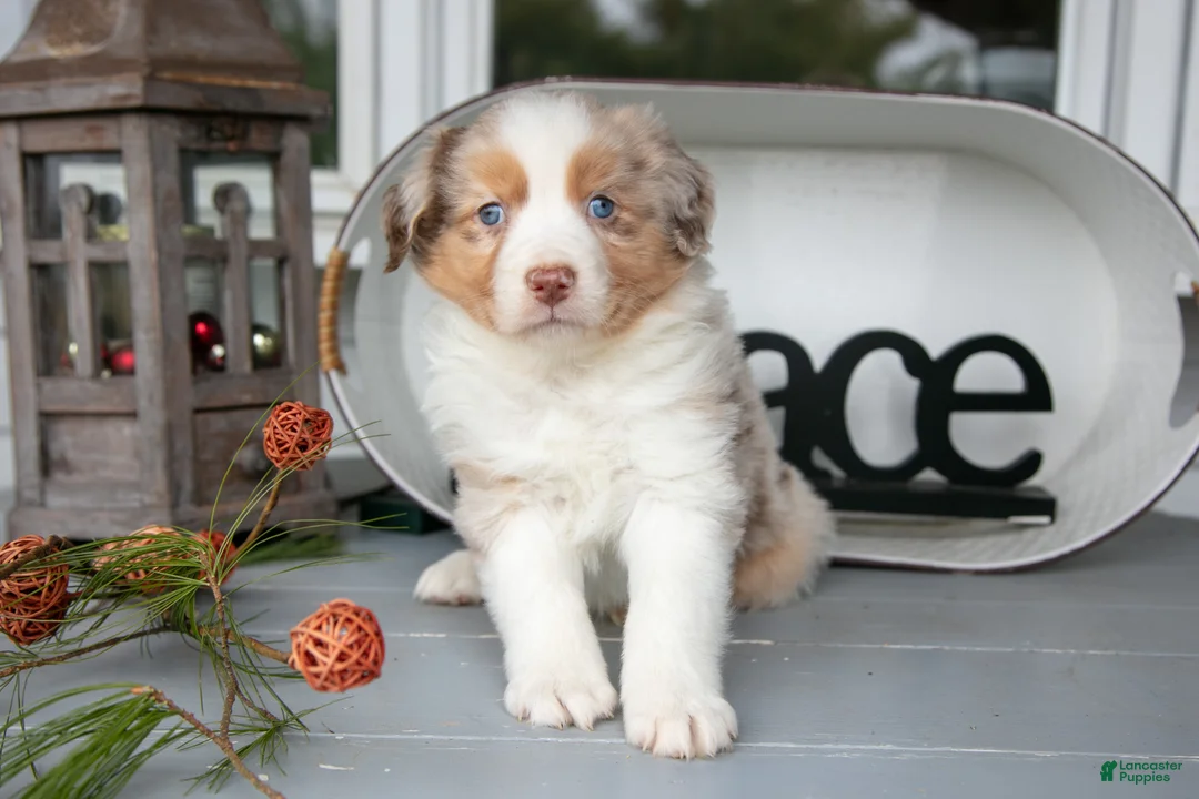 Australian Shepherd dogs for sale: Marky - Ad 2
