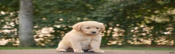 Goldendoodle dogs for sale: Hank - Ad 15