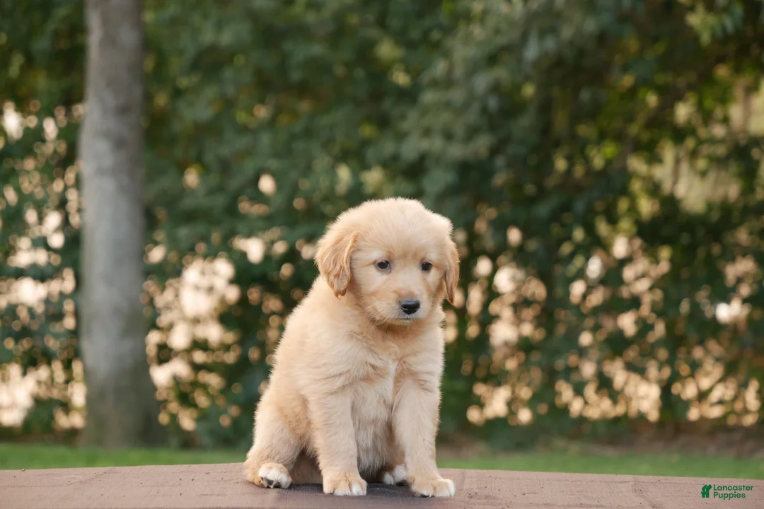 Goldendoodle dogs for sale: Hank - Ad 15