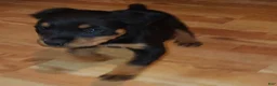 Rottweiler dogs for sale: Lucy - Ad 10