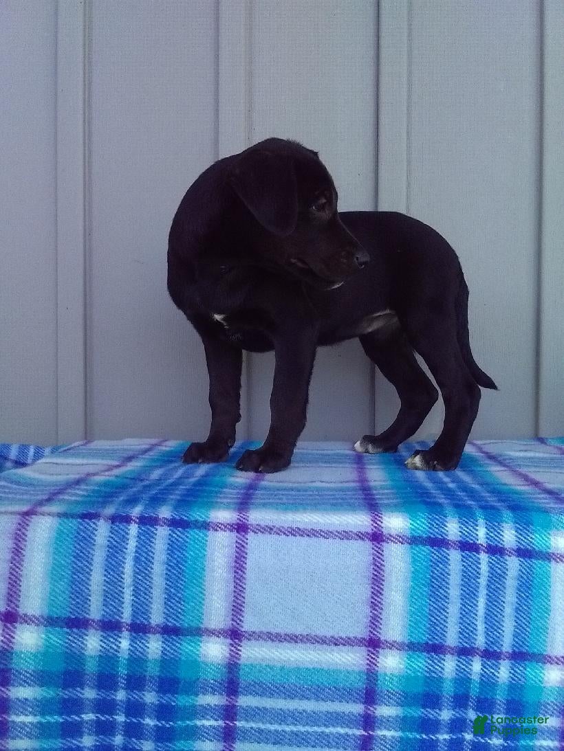 Labrador Retriever dogs Ellie - Ad 1