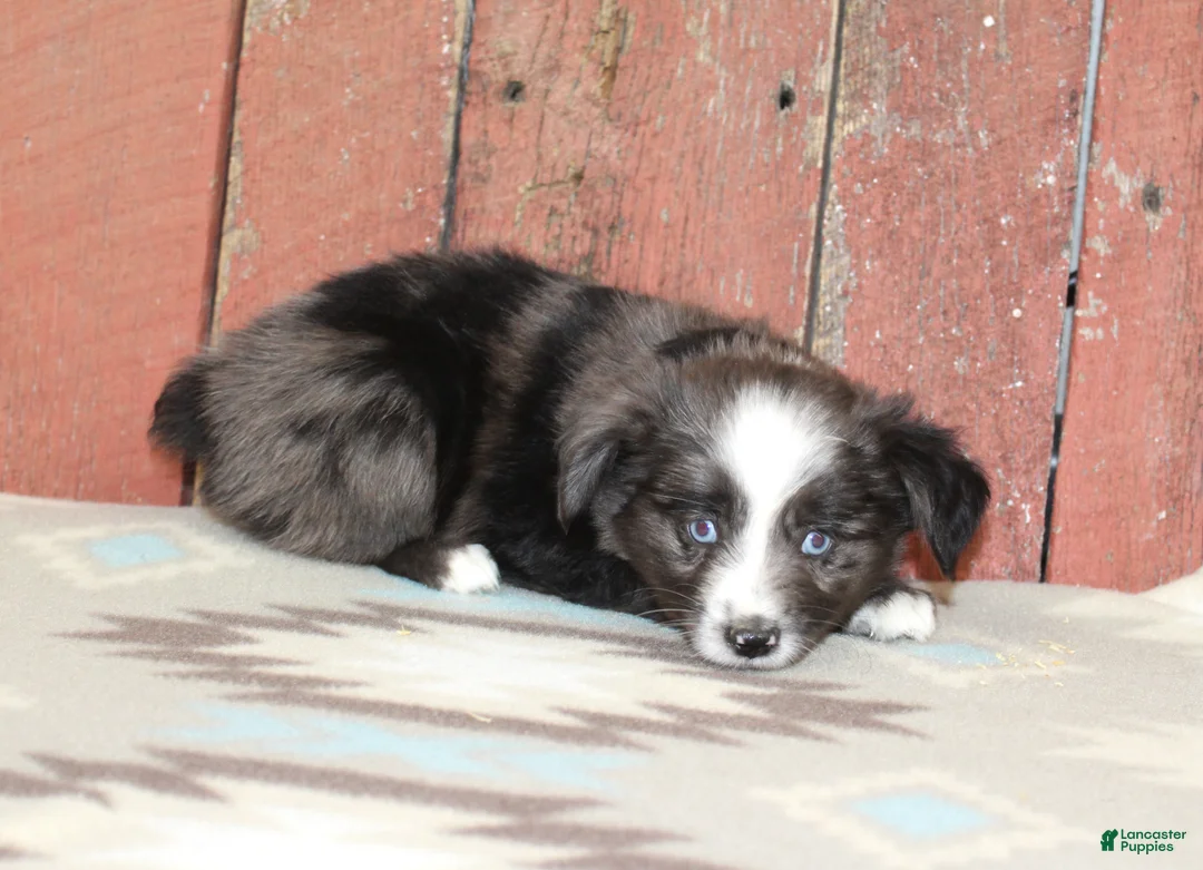Miniature Australian Shepherd dogs for sale: Miniature Australian Shepherd 1 - Ad 2