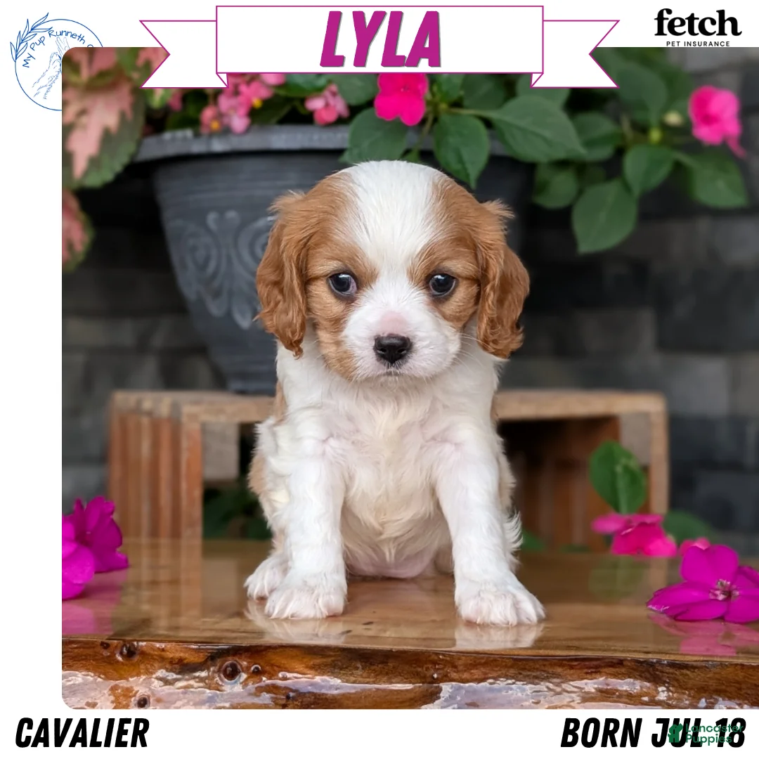 Cavalier King Charles Spaniel dogs for sale: Lyla - Ad 1