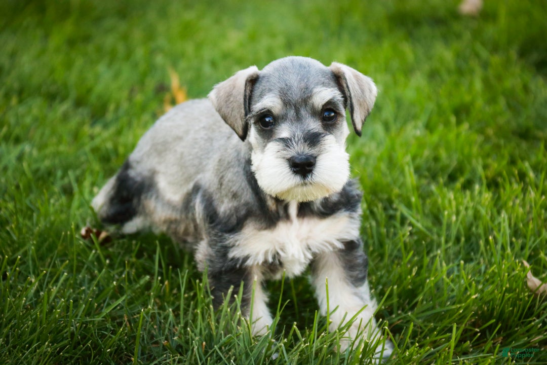 Miniature Schnauzer dogs for sale: Kris - Ad 9