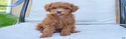 Miniature Poodle dogs for sale: Denver  💕🐶 - Ad 4