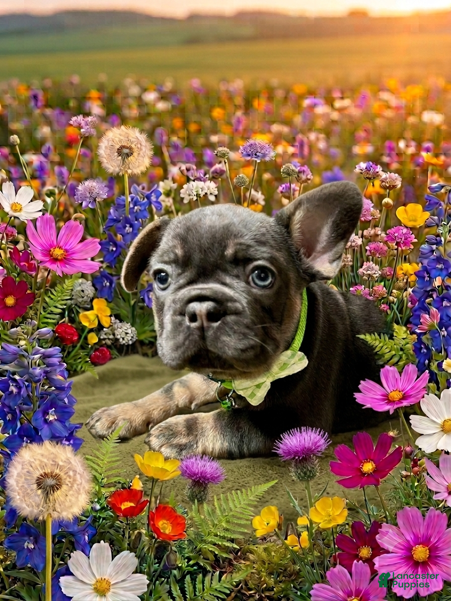 French Bulldog dogs Sage - Ad 1