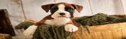 Boxer dogs for sale: Macchiato - Ad 1