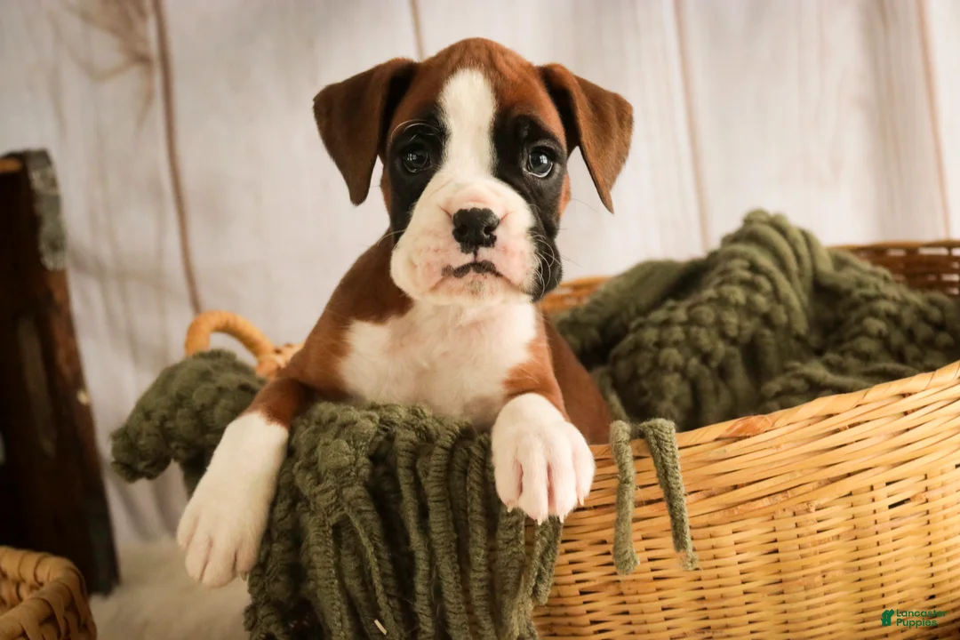 Boxer dogs for sale: Macchiato - Ad 1