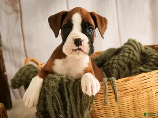 Boxer dogs Macchiato - Ad 29