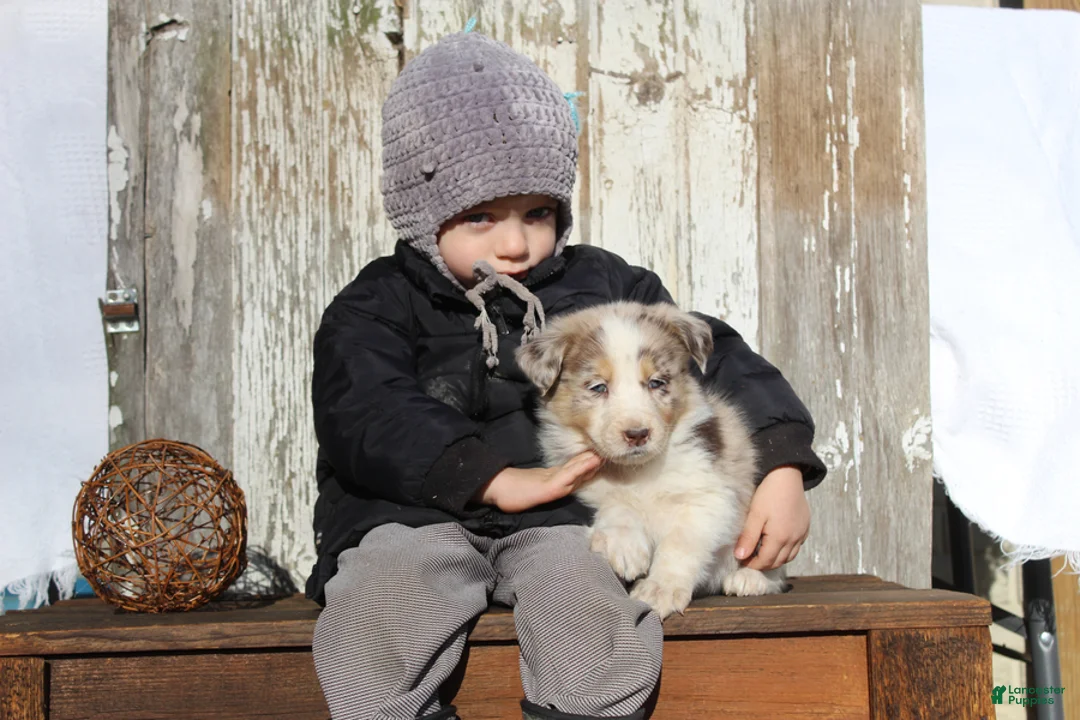 Australian Cattle Dog dogs for sale: Zeva - Ad 7