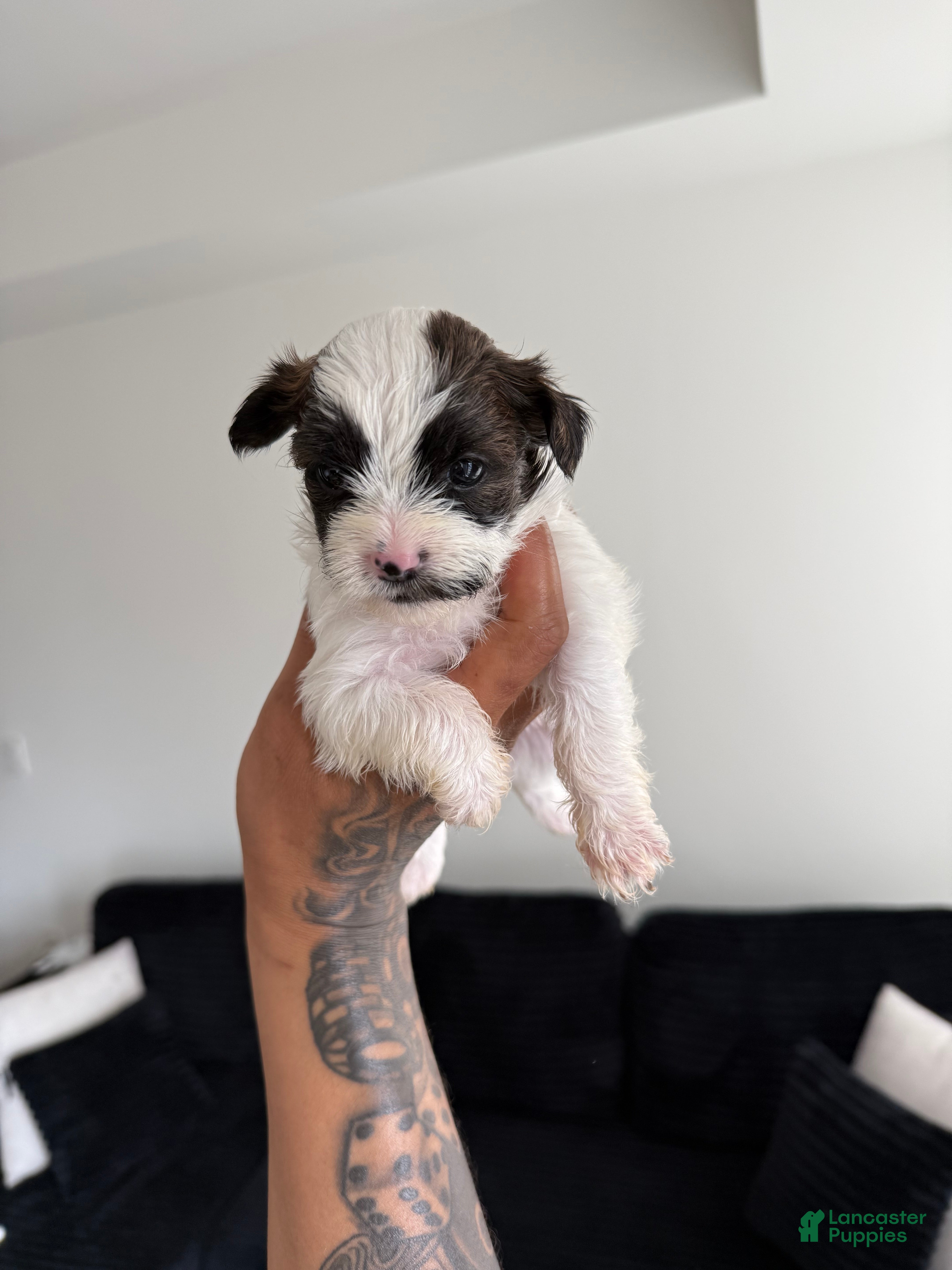 Shorkie dogs Shorkie 5 - Ad 24