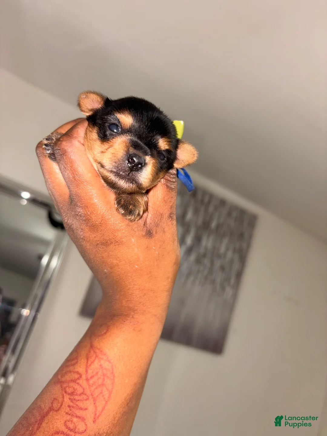 Yorkshire Terrier dogs for sale: Tiny Julio - Ad 4
