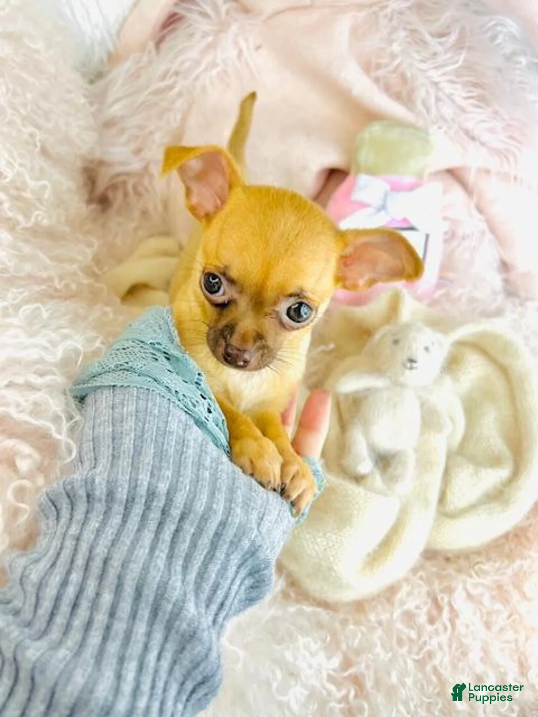 Chihuahua dogs for sale: Chihuahua Puppy 1 - Ad 1