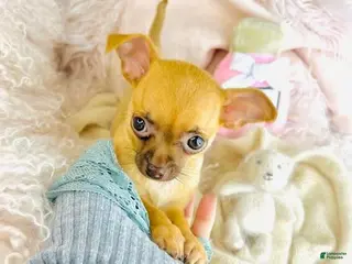 Chihuahua dogs Chihuahua Puppy 1 - Ad 14