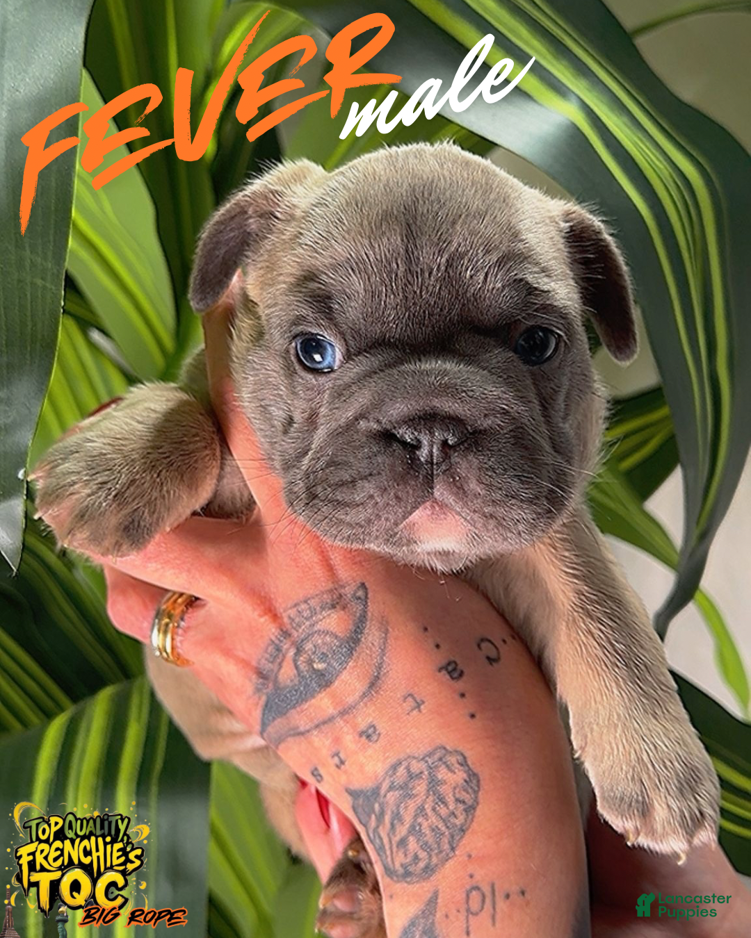 French Bulldog dogs FIVER - Ad 16
