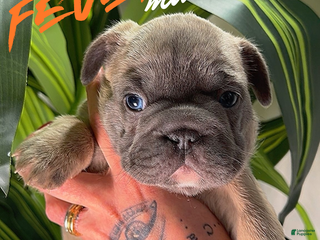 French Bulldog dogs FIVER - Ad 13