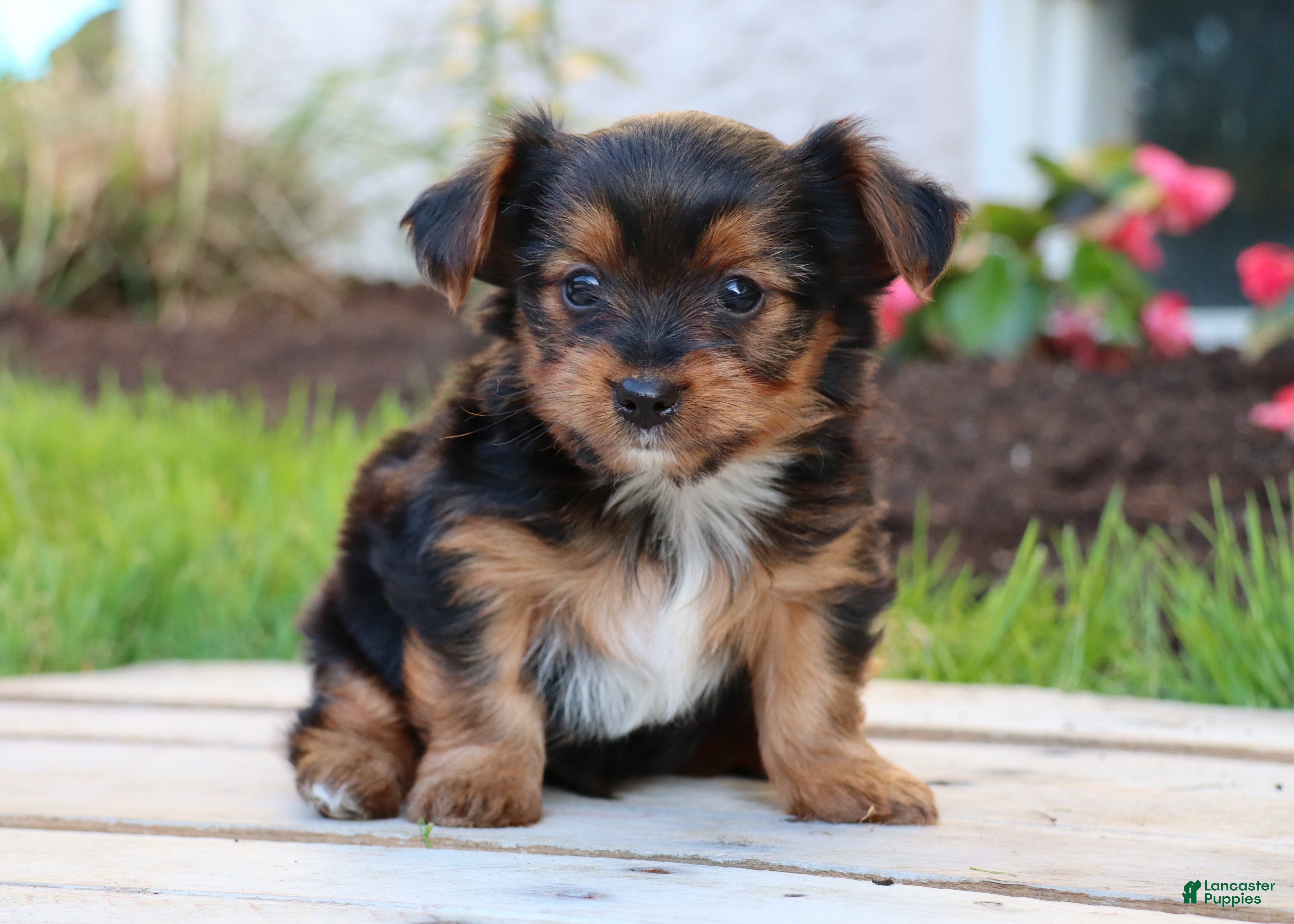 Yorkshire Terrier dogs Ty - Ad 1