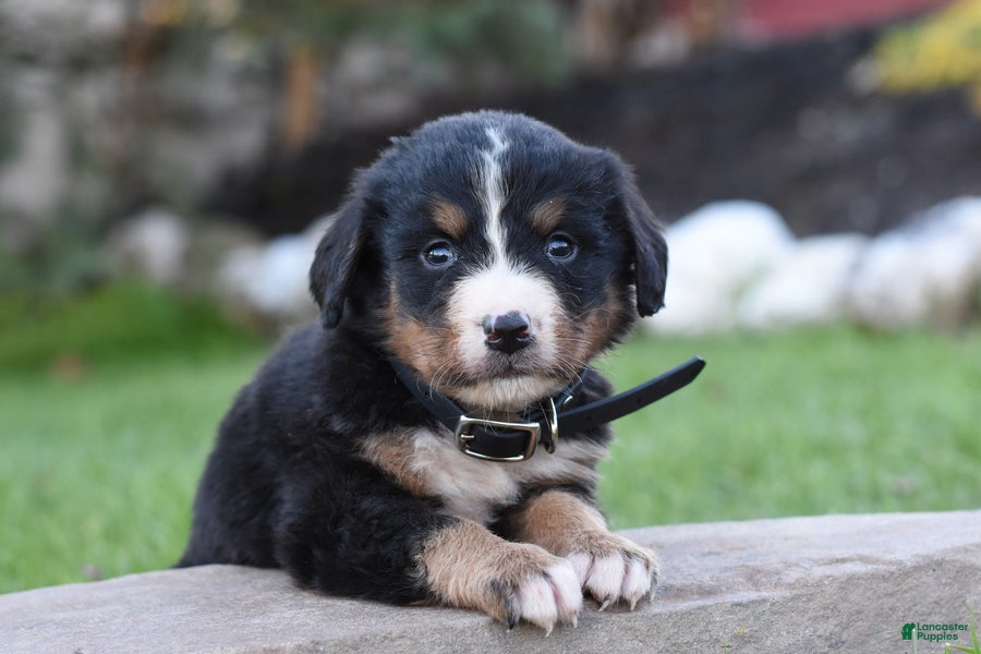 Bernese Mountain Dog dogs for sale: Bambi - Ad 2