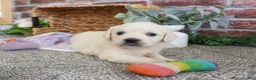 Golden Retriever dogs for sale: Tori - Ad 5