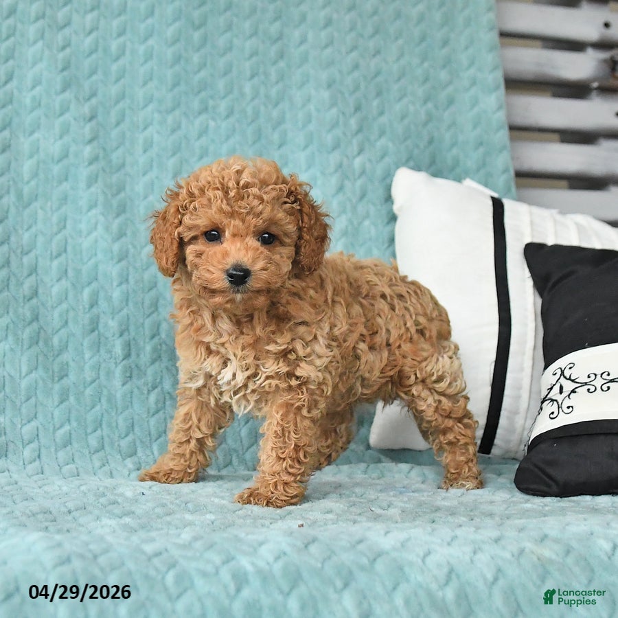 Toy Poodle dogs for sale: Tommy - Ad 1